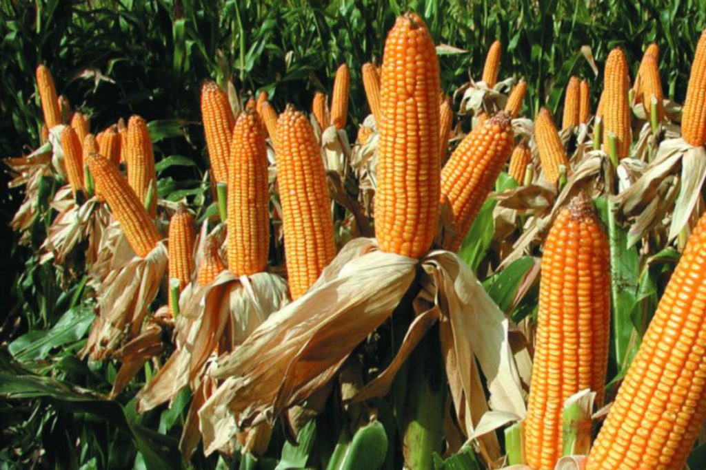 Argentina, segundo exportador mundial de maíz
