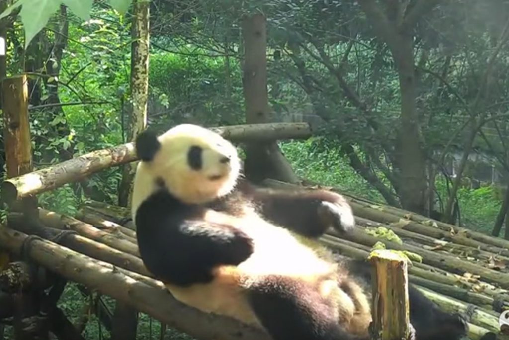 (video) Panda es grabado realizando abdominales