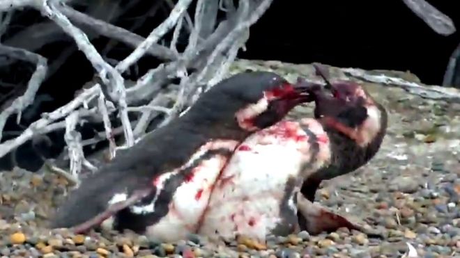 (video) La triste historia de un pingüino engañado por su pareja termina en sangrienta batalla