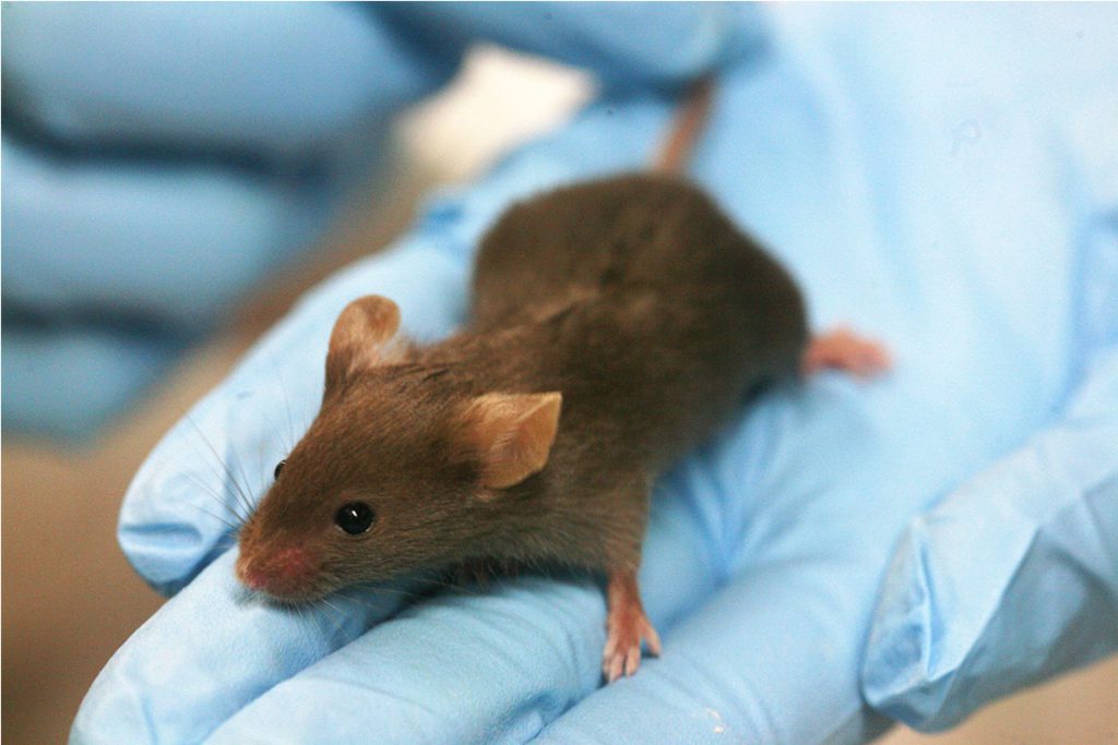 Ratones cincuentones rejuvenecen con sangre jóven