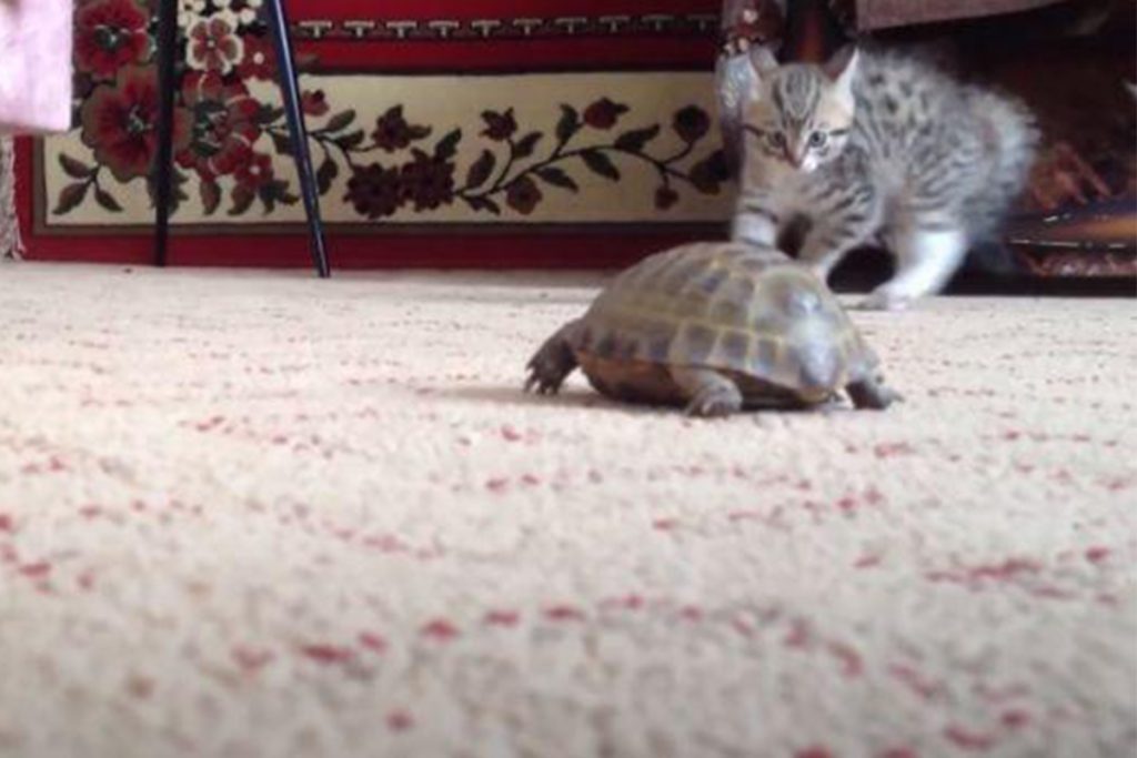 (video) El juego de un gatito y una tortuga