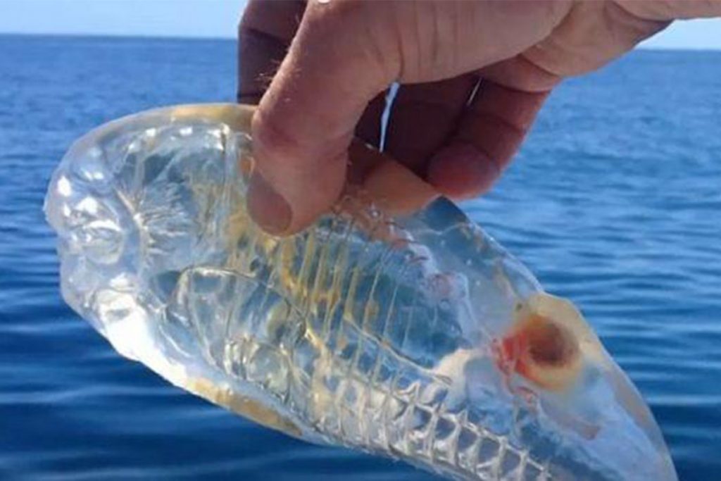 (video) El extraño animal «transparente» que habita los océanos