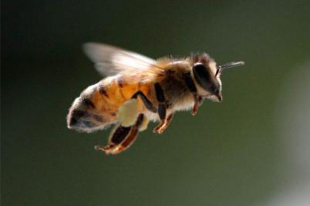 Crean app para cultivar y conocer de cerca a las abejas mayas