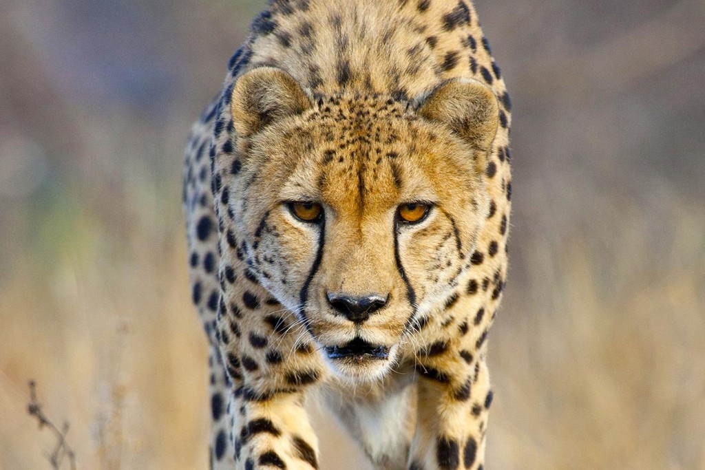 El guepardo se acerca a la extinción