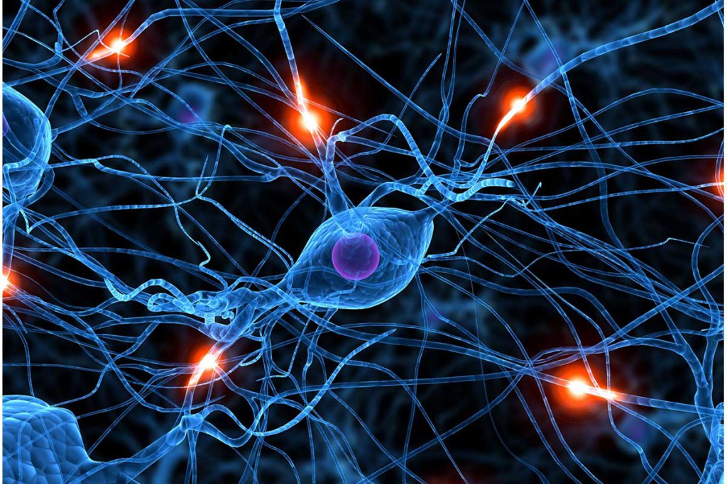 Neuronas en ratones controlan percepción del tiempo