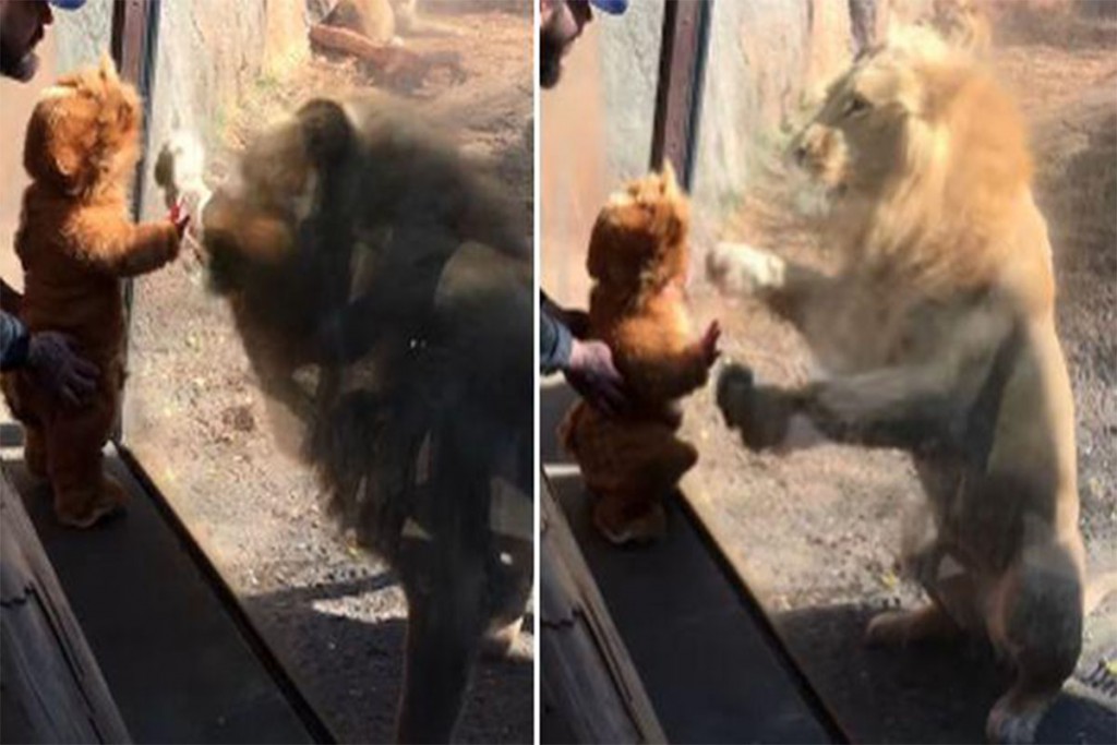 (video) Así reaccionan leones al ver a bebe disfrazado de león