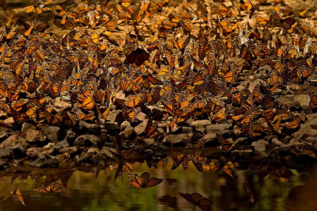 Decrece población de mariposa monarca en Canadá