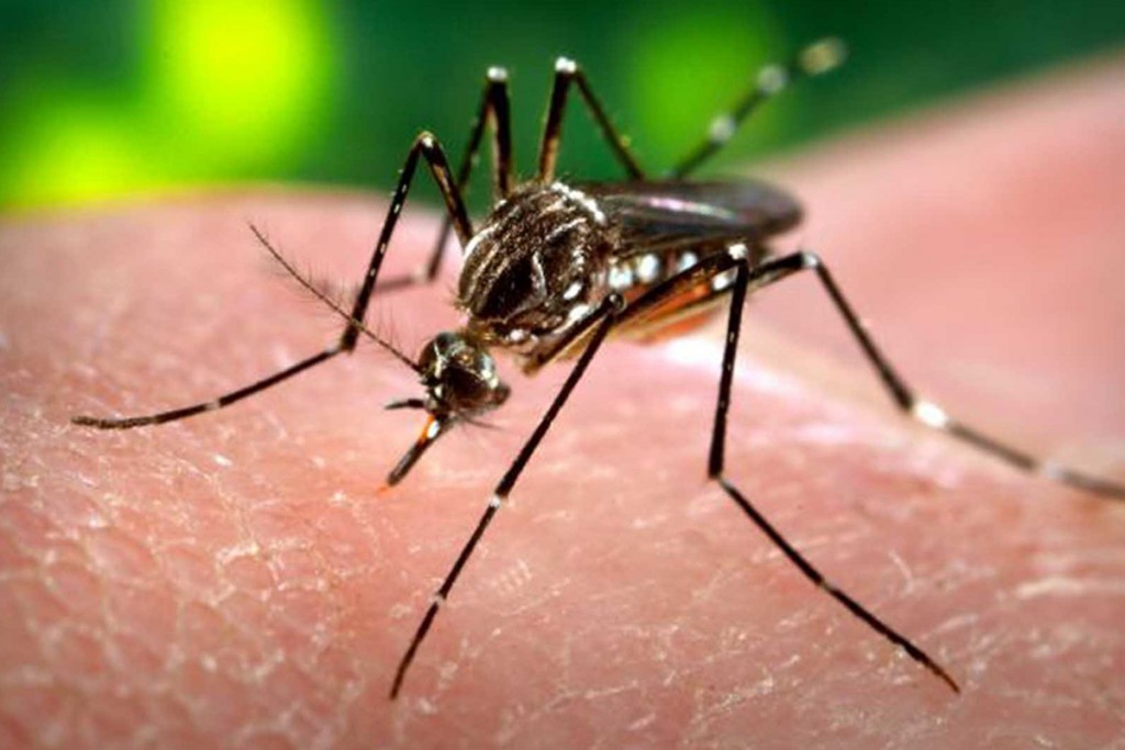 Zika, chicungunya y dengue, enemigos de la salud mexicana en 2016