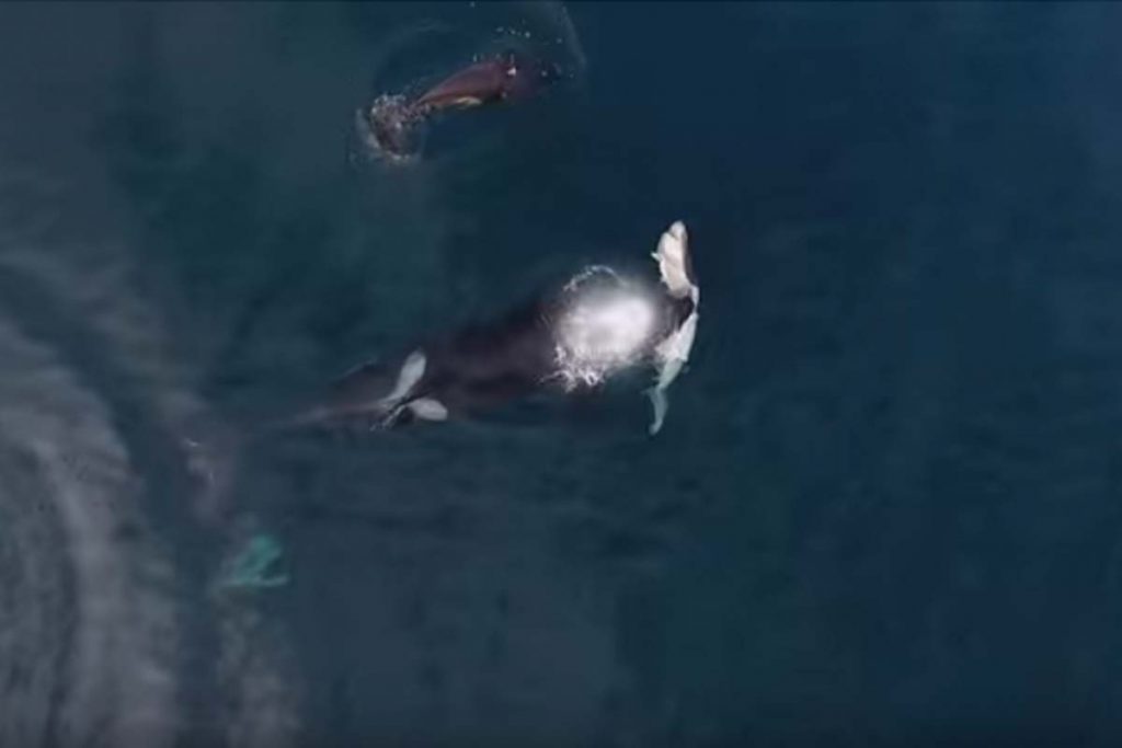 (video) Orcas devoran un tiburón