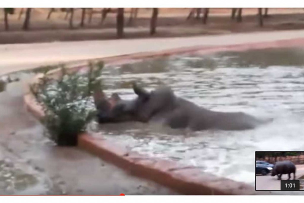 (Video)  Un hipopótamo llegó para salvarle la vida