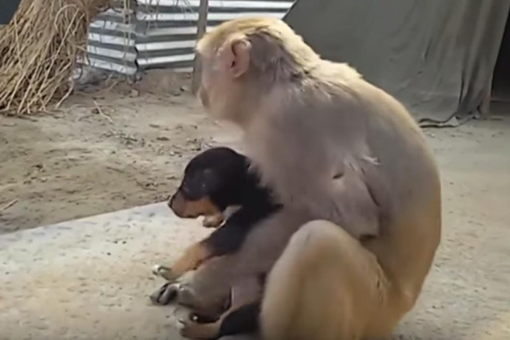 (video) Instinto maternal