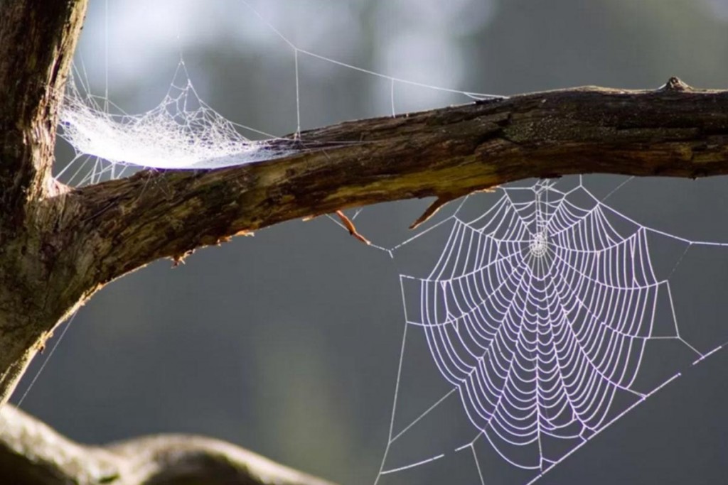 3 sorprendentes usos de la tela de araña