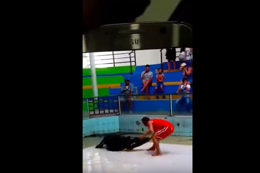 (video) Domador salva su vida de ataque de cocodrilo