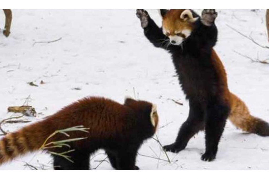 (Video) Dos pandas rojos juegan en la nieve