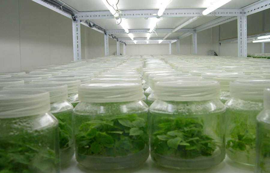 Universidades buscan certificación de laboratorio vegetal