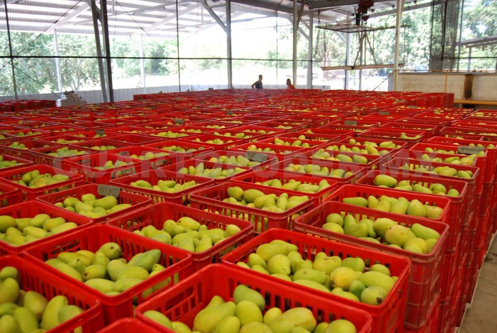 Durante 2016 se incrementó la producción de mango