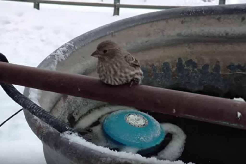 (video) Hombre rescata a un pájaro congelado