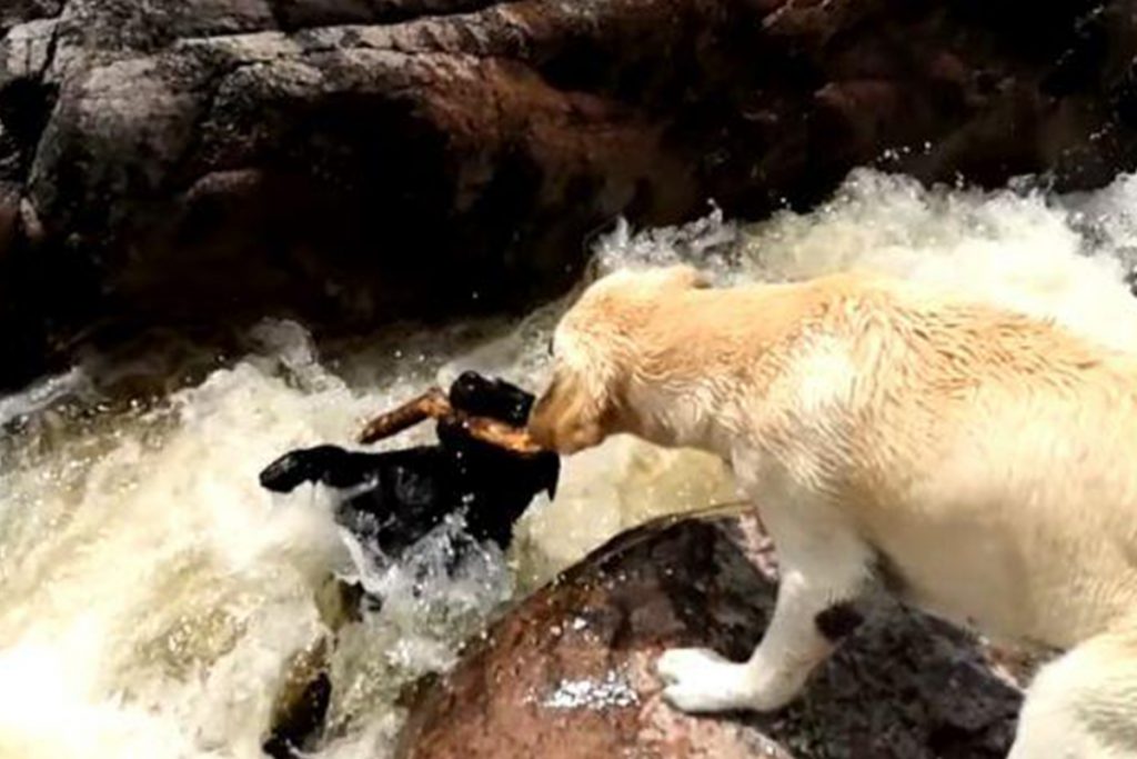 (video) Perro salva a su compañero de morir ahogado