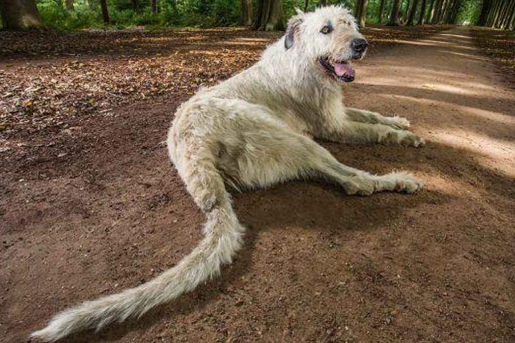 (video) El perro con la cola más larga del mundo