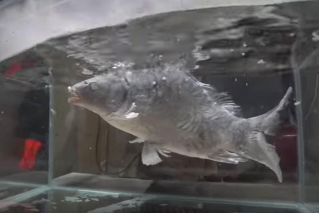 (video) Dramático experimento, congelan y descongelan pez