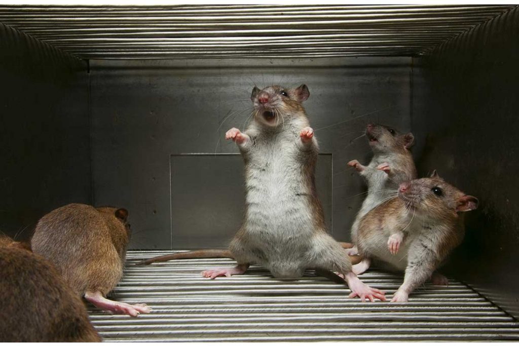 Medicamentos contra cáncer y ratones, pierden peso