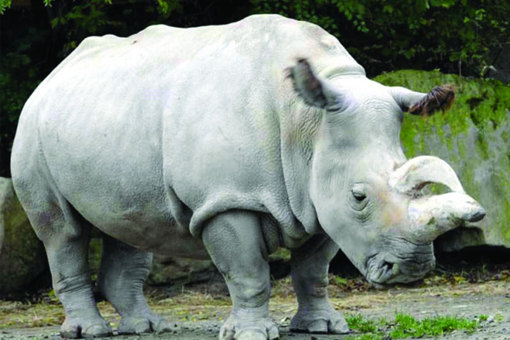 Células madre una opción para salvar al rinoceronte blanco