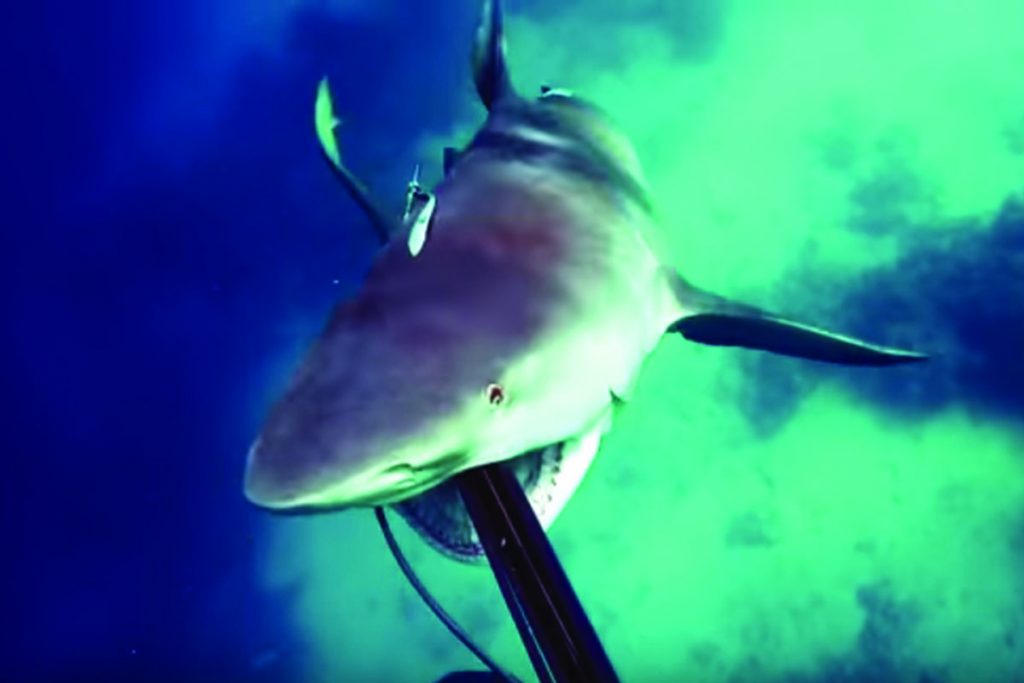 (video) Buzo sufre ataque de tiburón