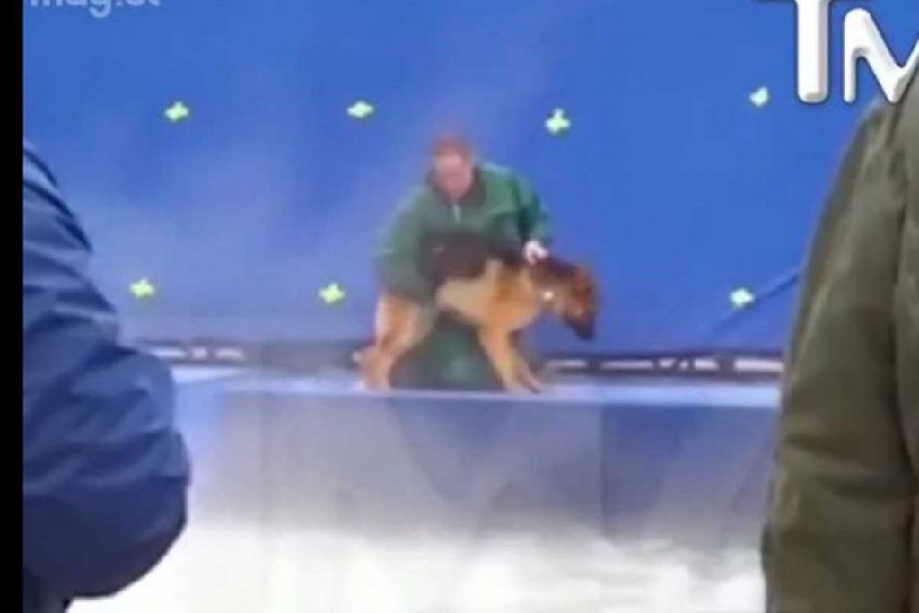 (Video) Un can se negó a filmar el comercial