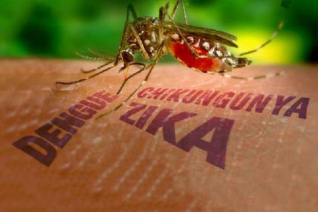 Chikungunya, la “mayor amenaza” de salud tras el zika