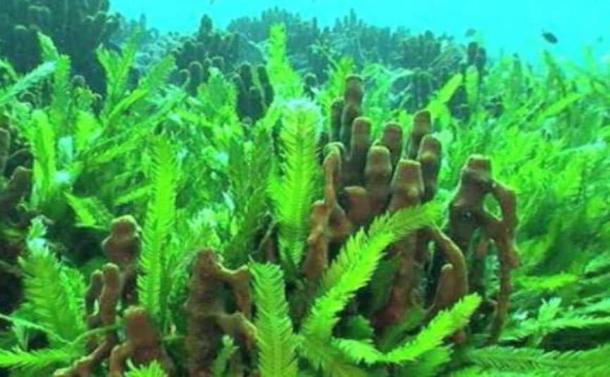 Científicos realizan estudios en algas para producir biocombustibles