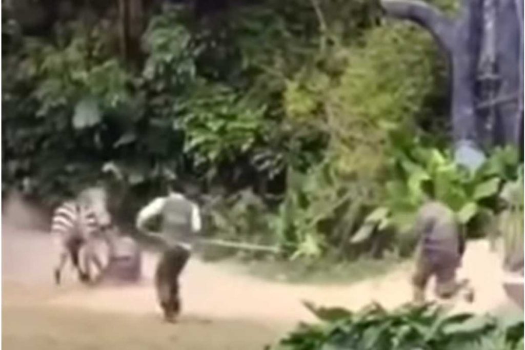(Video) Cebra atacó a empleado del zoológico