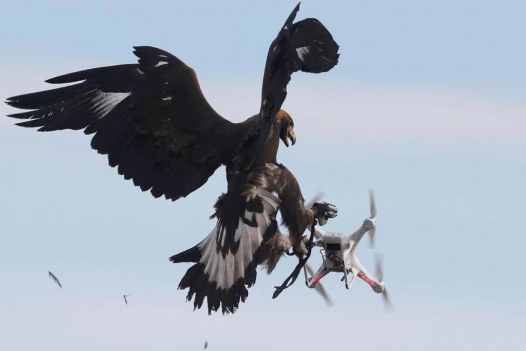 (video) Águilas vs drones, ¿quién ganará?