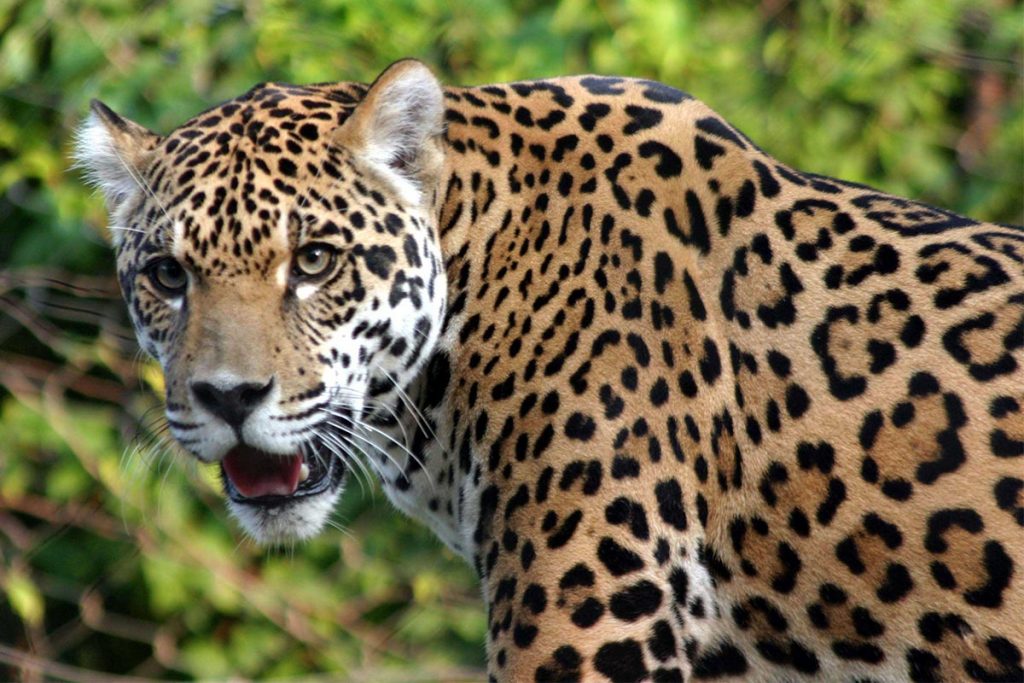 UNAM: «jaguar en peligro de extinción»