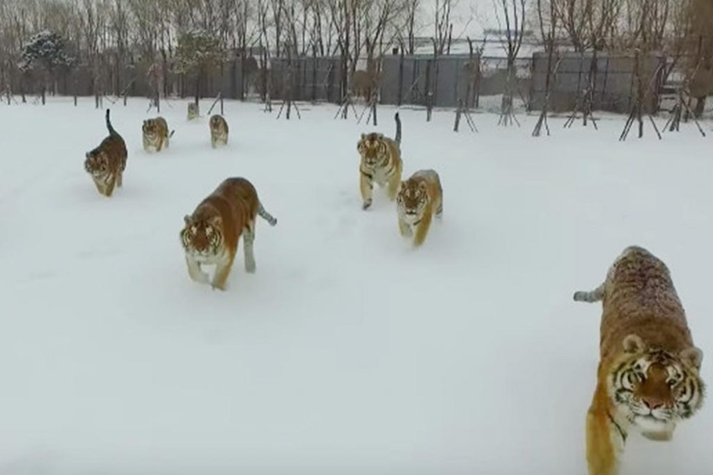 (video) Tigres vs drone… ¿quién ganará?