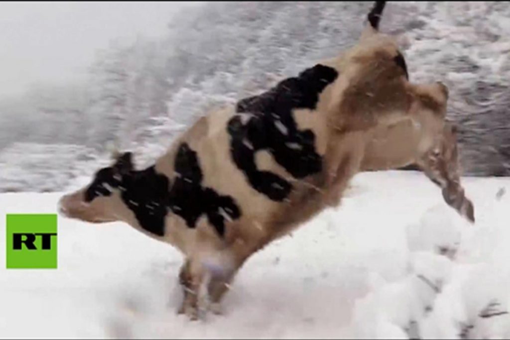(video) Vacas y nieve… toda una combinación