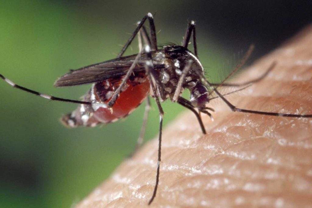 Virus del Zika baja la testosterona