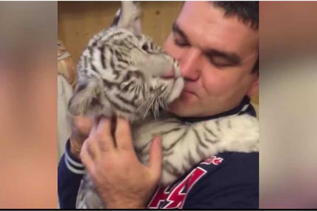 (Video) Familia rusa vive con 10 tigres
