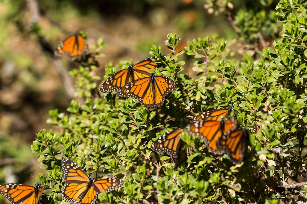 Disminuye en 27% la mariposa monarca