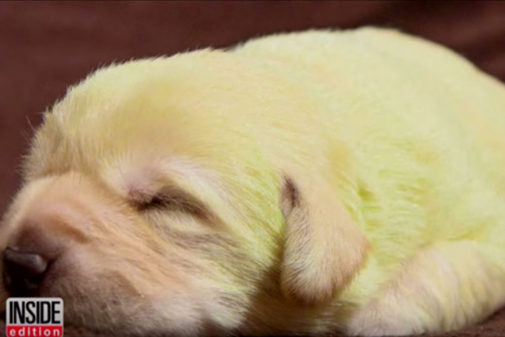 (video) Cachorro con pelaje color verde, sorprende en internet