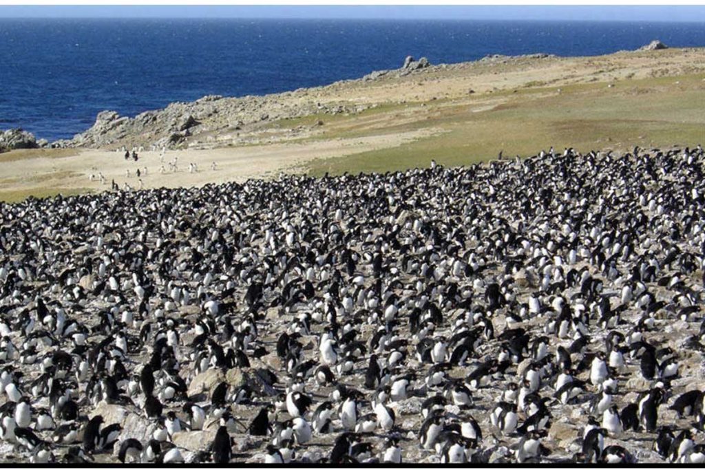 (Video) Pinguinos se multiplican en costas argentinas