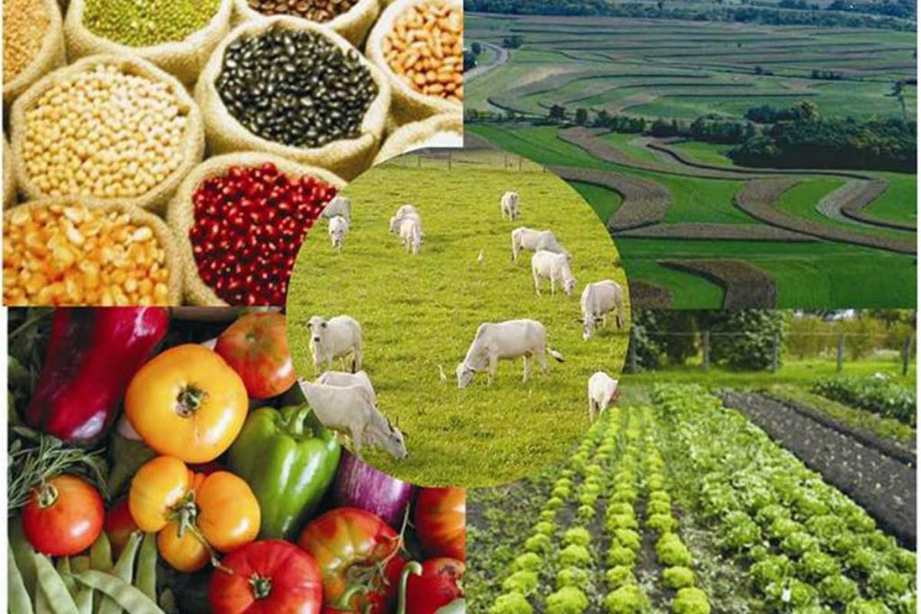 Para exportar hortalizas y frutas crean comité agropecuario