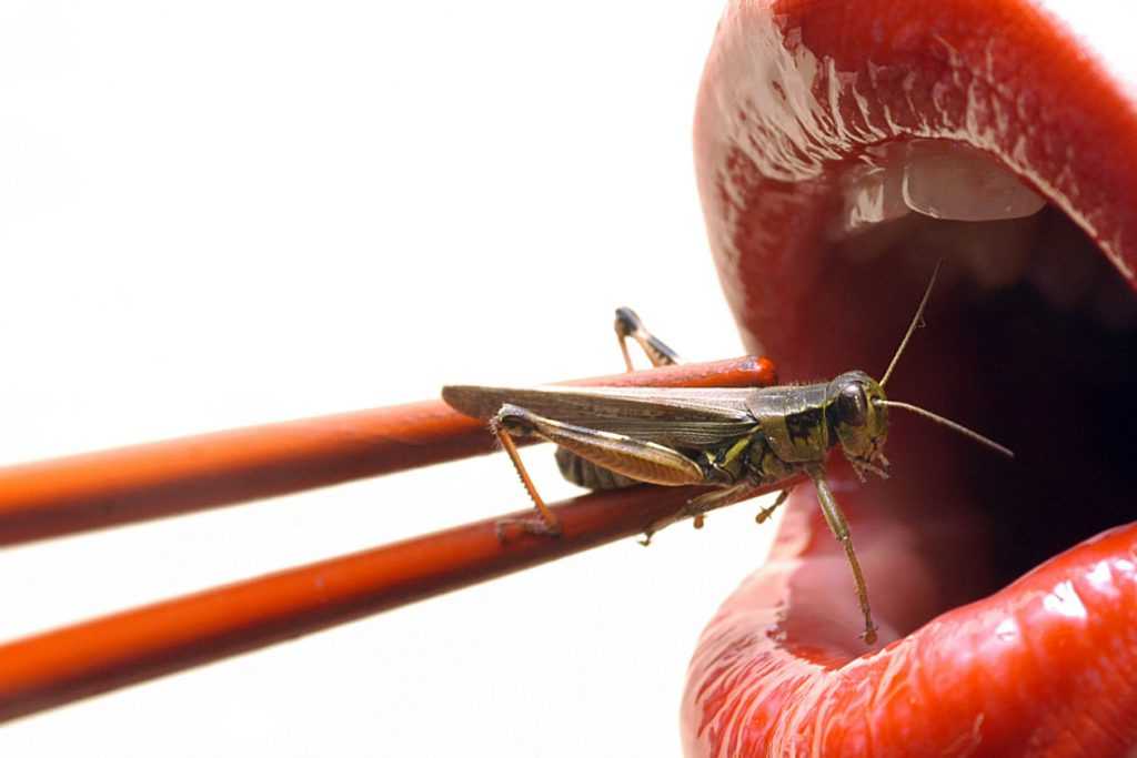 Insectos, el alimento del futuro