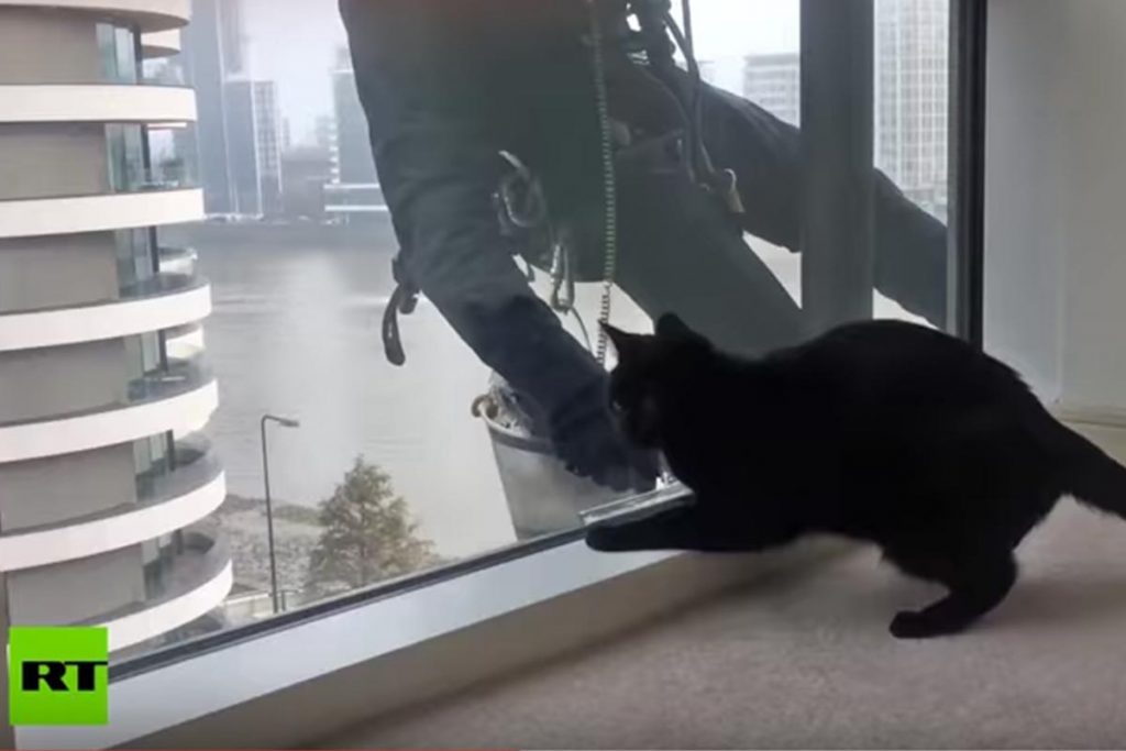 (video) El trabajo ideal para entretener a los gatos