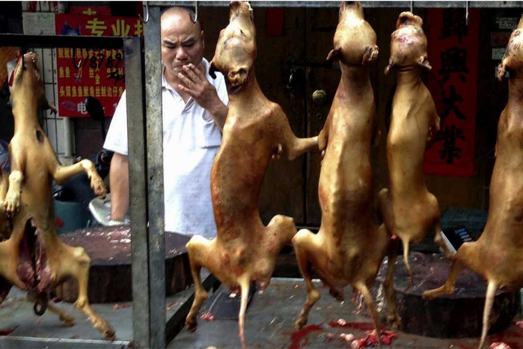 Corea del Sur: acabar con el consumo de carne de perro
