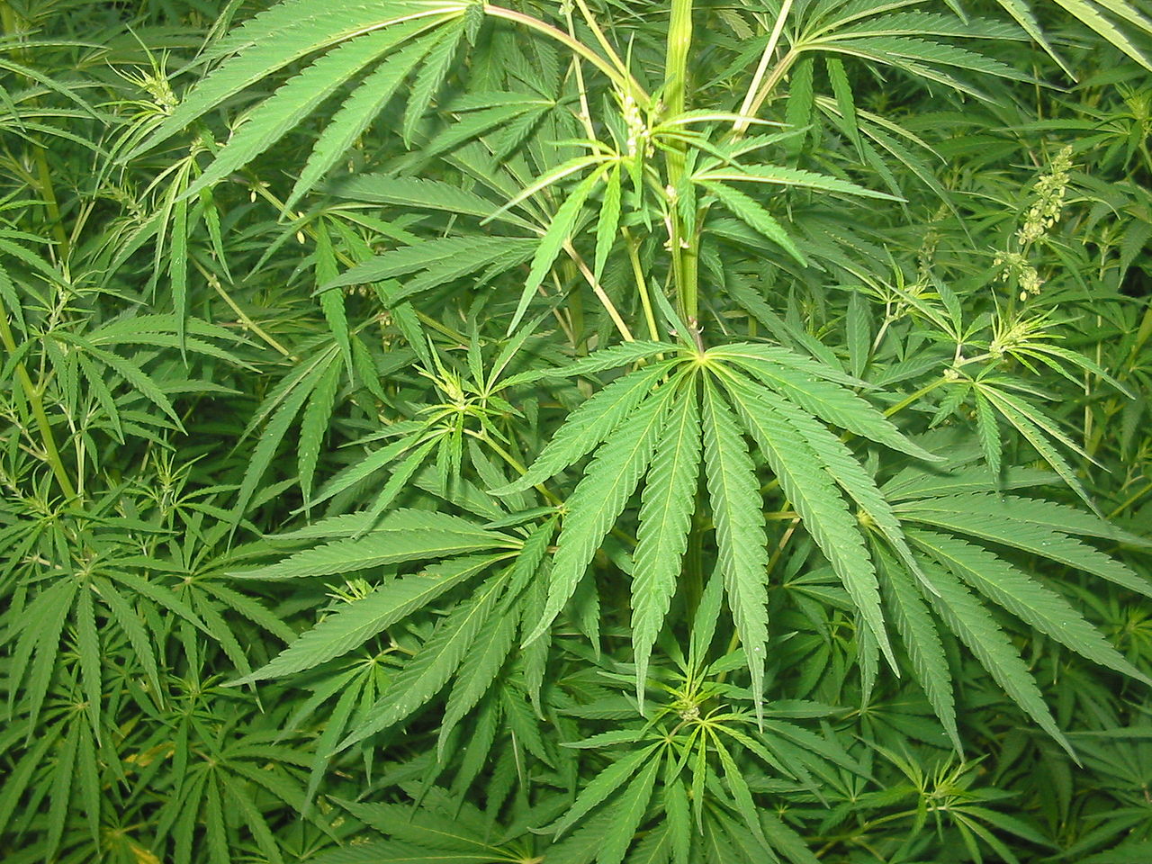 Beneficios probados de la marihuana