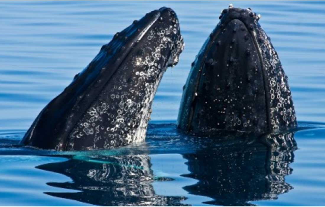 Comunicación de ballenas jorobadas y sus crías a través de susurros