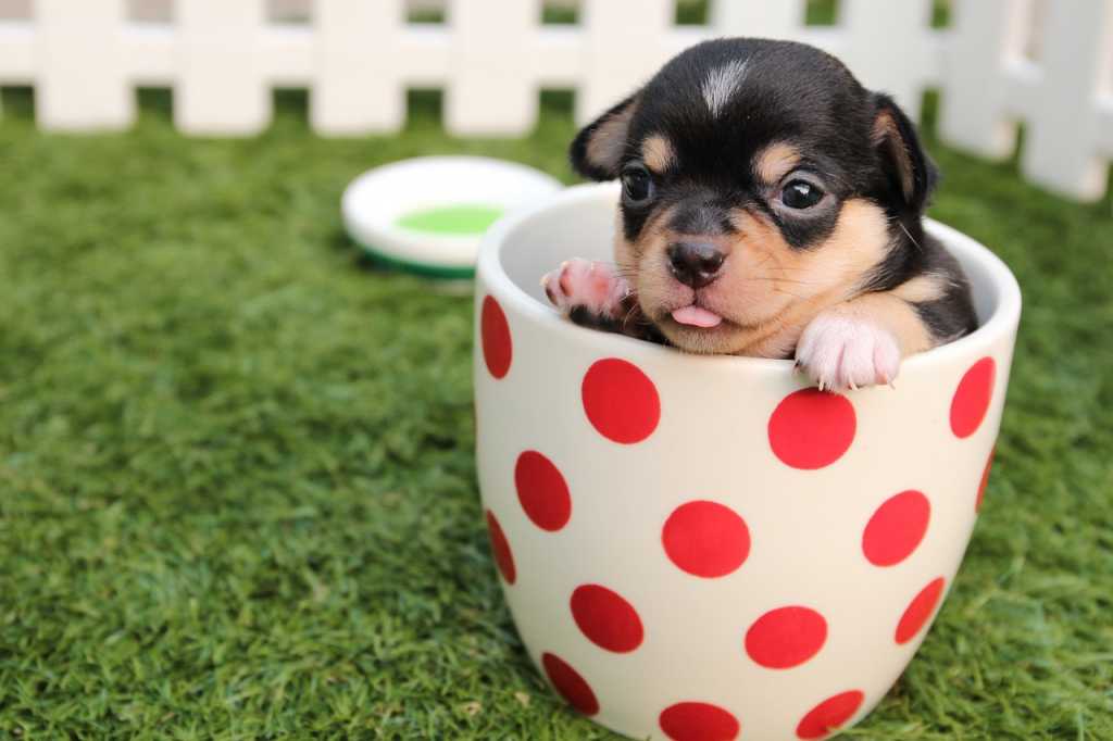 La CDMX se pone guapa con los perritos ¡checa esto!