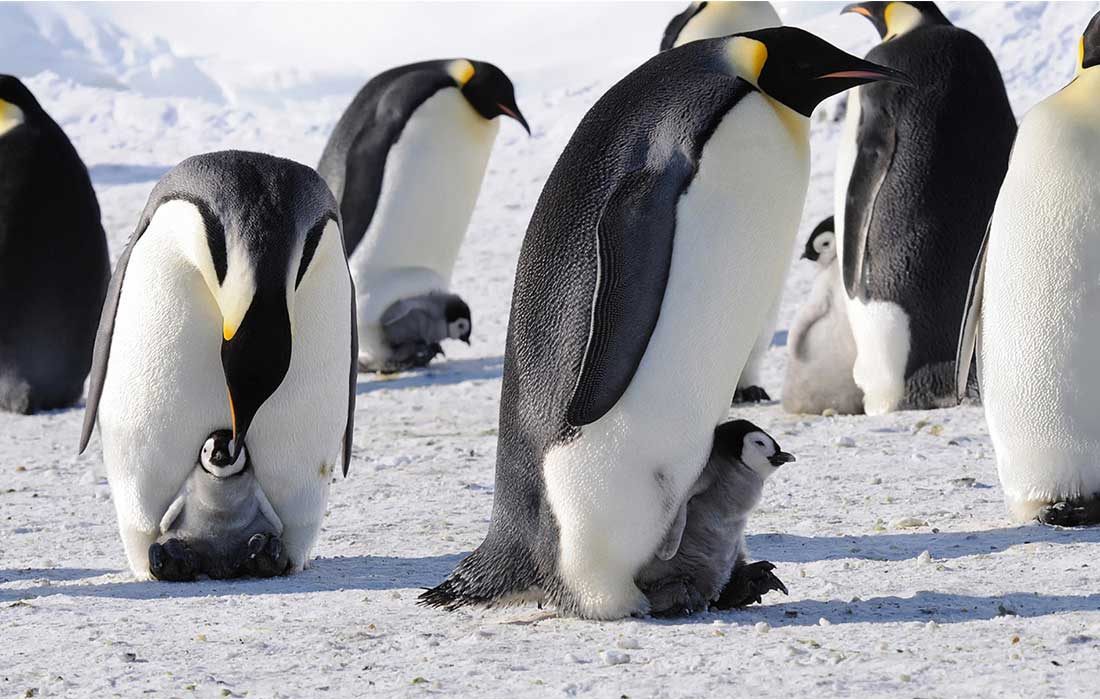 Por el día del Pingüno, piden más protección en la Antártida