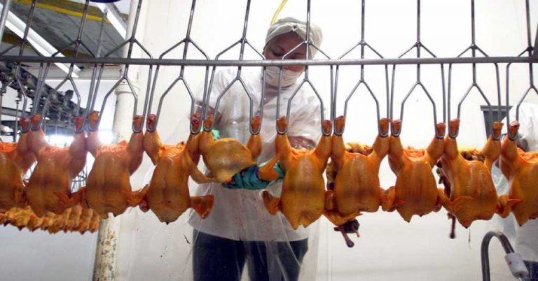 Gripe aviar detectada en México