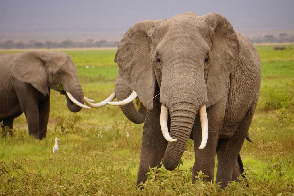 Un elefante mató a su cazador, lo aplastó